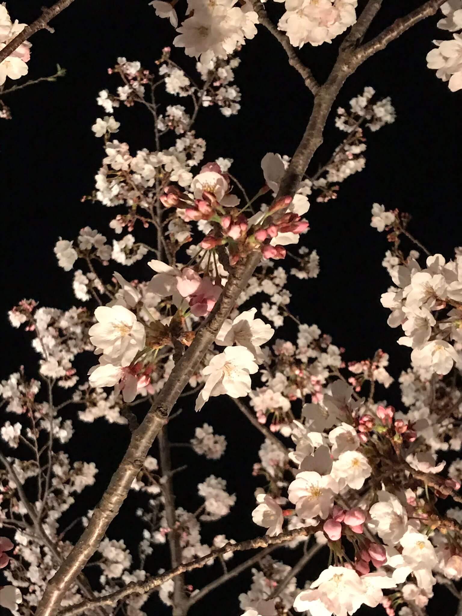 須磨浦公園・須磨浦山上遊園・須磨観光ハウス・敦盛桜の様子