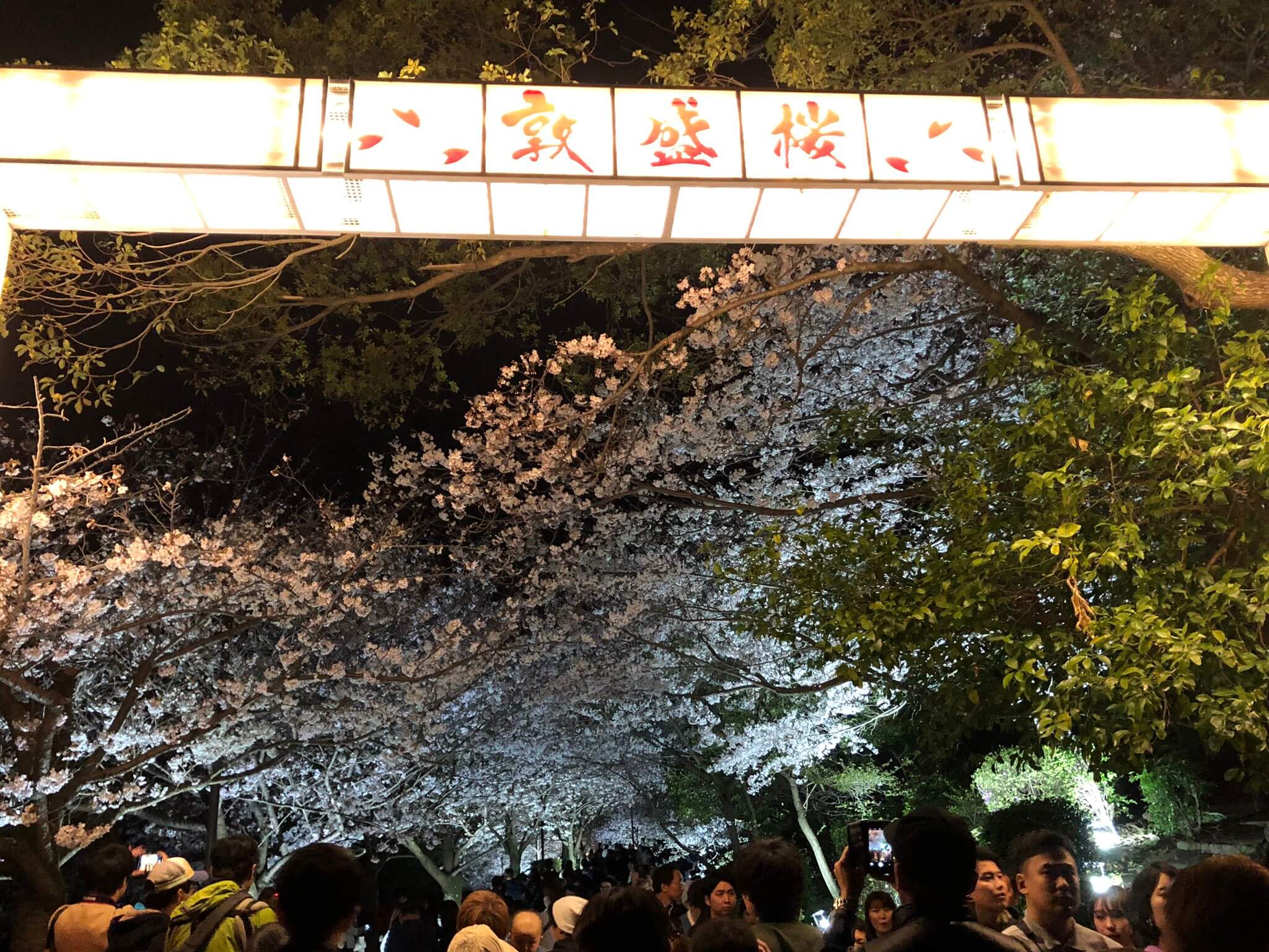 須磨浦公園・須磨浦山上遊園・須磨観光ハウス・敦盛桜の様子