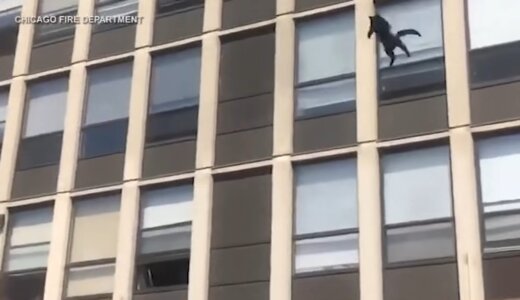 なぜ猫はビルの32階という高所から落下しても大丈夫なのか？